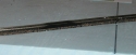 rerailer in middle of flex track.JPG